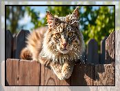 Płot, Drewniany, Grafika AI, Długowłosy, Kot