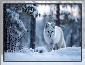 Zima, Las, Grafika AI, Biały, Lis