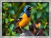 Ptak, Kolorowy, Grafika AI, Żółto-niebieski