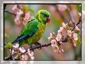 Gałązka, Kwiaty, Grafika AI, Zielona, Papuga