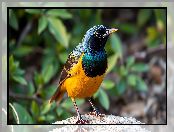 Grafika AI, Ptak, Żółto-niebieski