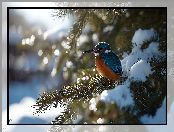 Zima, Śnieg, Grafika AI, Zimorodek, Świerk