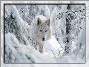 Zima, Las, Grafika AI, Biały, Wilk