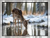 Las, Zima, Grafika AI, Sarna, Woda