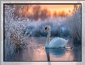 Zima, Zarośla, Grafika AI, Łabędź, Woda