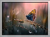 Trawa, Krople, Grafika AI, Motyl, Źdźbła