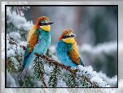 Gałązka, Ośnieżona, Grafika AI, Dwie, Żołny