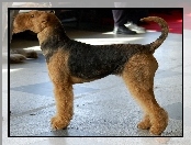 Airedale Terrier