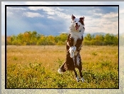 Border collie, Łąka