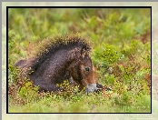 Łąka, Grzywa, Źrebię, Konik, Kuc Exmoor