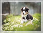 Łąka, Szczeniak, Owczarek australijski-australian shepherd