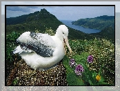 Gniazdo, Łąka, Albatros