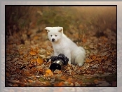 Jesień, Łąka, Mały, Aparat, Fotograficzny, Szczeniaczek, Liście