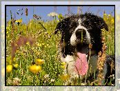 Pies, Język, Łąka, Border collie