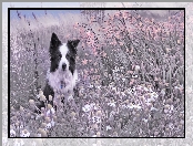 Łąka, Pies, Trawy, Rośliny, Border collie, Kwiaty