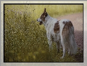 Łąka, Pies, Ścieżka, Kwiaty, Border collie, Trawa