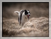 Trawa, Łąka, Czarno-biały, Pies, Border collie