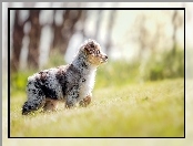 Trawa, Łąka, Australian shepherd, Owczarek australijski, Szczeniak