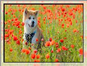 Akita inu, Maki, Pies, Łąka