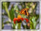Aksamitka, Motyl