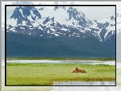 Alaska, Niedźwiedź Brunatny