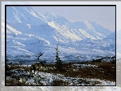 Alaska, Zima, Ośnieżone, Renifer, Góry