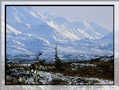 Alaska, Zima, Ośnieżone, Renifer, Góry