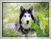 Alaskan malamute