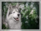 Alaskan malamute, Gałązki, Pies, Okwiecone