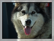 Pies, Alaskan Malamute