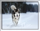 Śnieg, Pies, Alaskan malamute