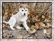 Szczeniak, Alaskan Malamute