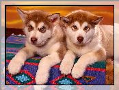 Szczeniaki, Alaskan Malamute