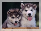 Alaskan Malamute, Szczeniaki