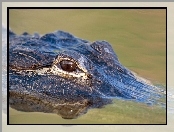 Aligator