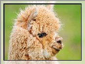 Alpaca