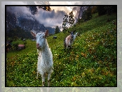 Alpy Berneńskie, Kozy, Szwajcaria, Dolina Lauterbrunnen