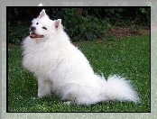 American Eskimo Dog, Biały, Piesek