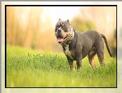 Pies, American Bully