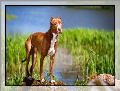 Amerykański pitbull terrier, Rzeka