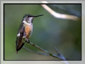Koliberek Ametystowy, Gałązka
