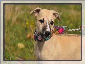 Whippet, Pies, Chart angielski