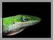 Jaszczurka, Anolis zielony