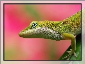 Anolis Zielony