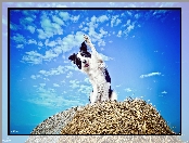 Łapa, Pies, Bela, Siano, Border Collie, Niebo