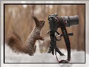 Wiewiórka, Aparat fotograficzny, Zima, Śnieg