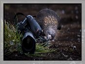 Aparat fotograficzny, Ptak, Karakara falklandzka