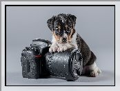 Aparat fotograficzny, Pies, Szczeniak