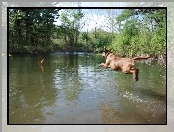 Aportujący, Chesapeake Bay retriever