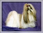 kucyk, Lhasa Apso